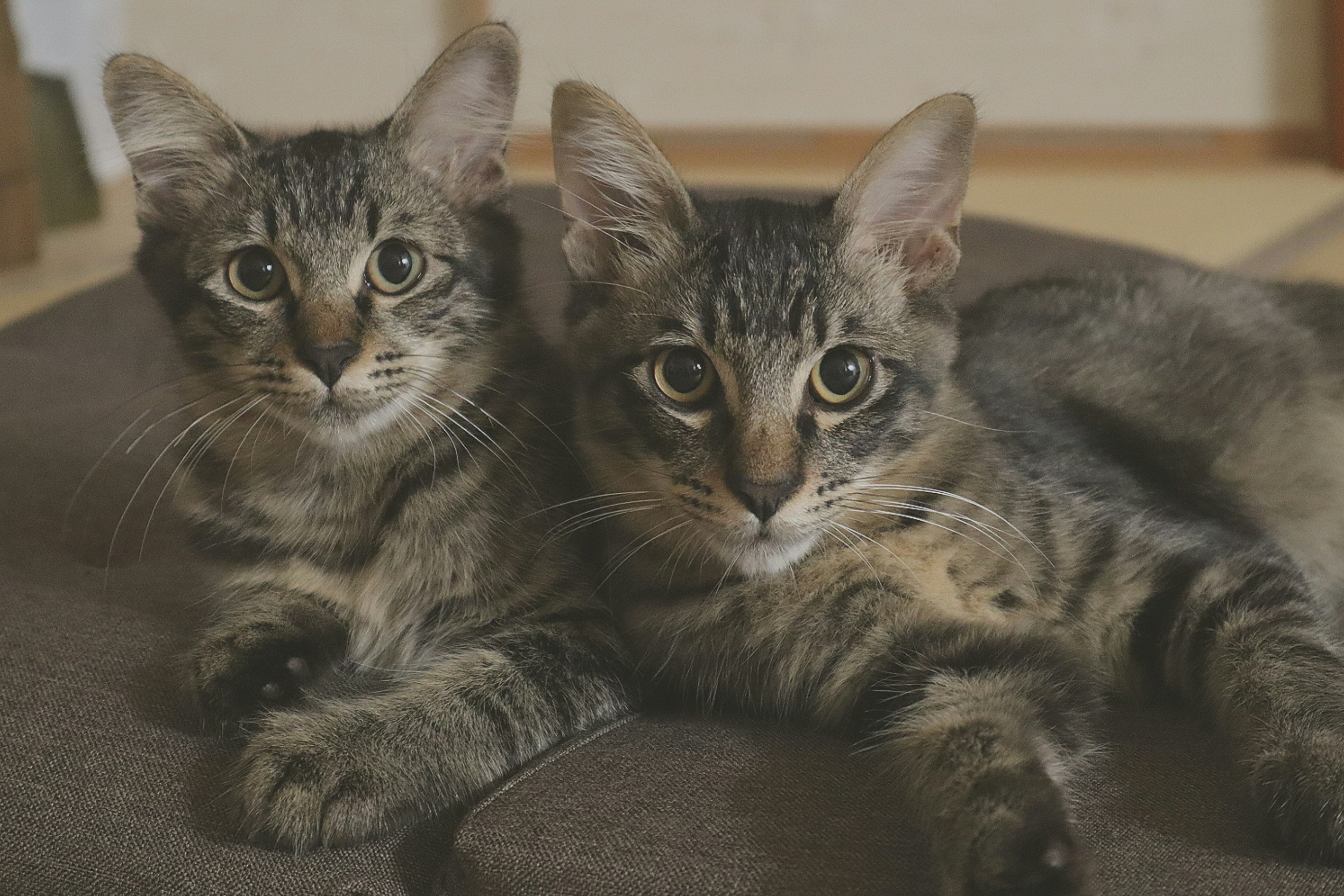 灰色小猫依偎在沙发上