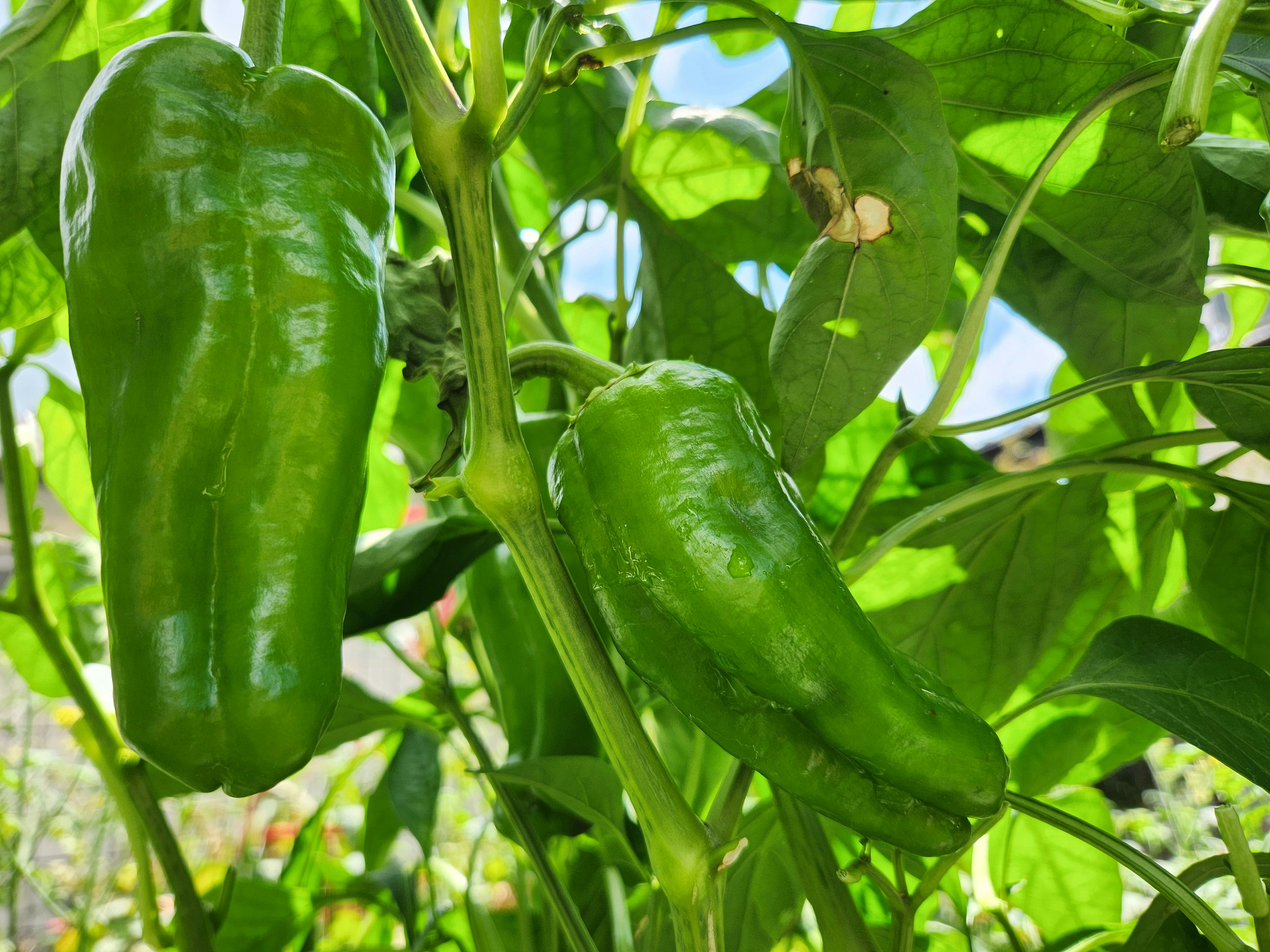 green chili peppers growing on the plant
