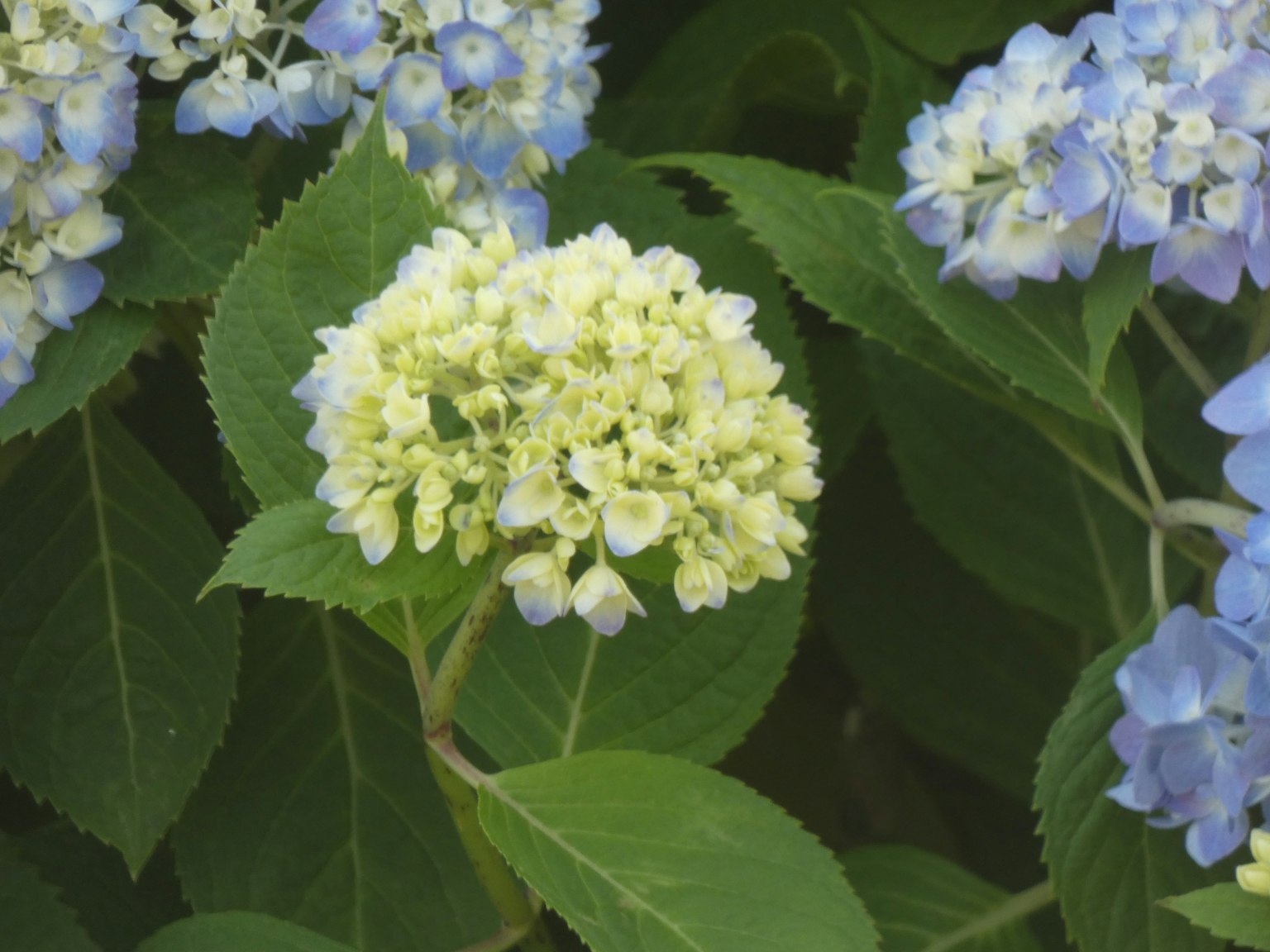 Groupe de fleurs blanches entouré de fleurs bleues et de feuilles vertes