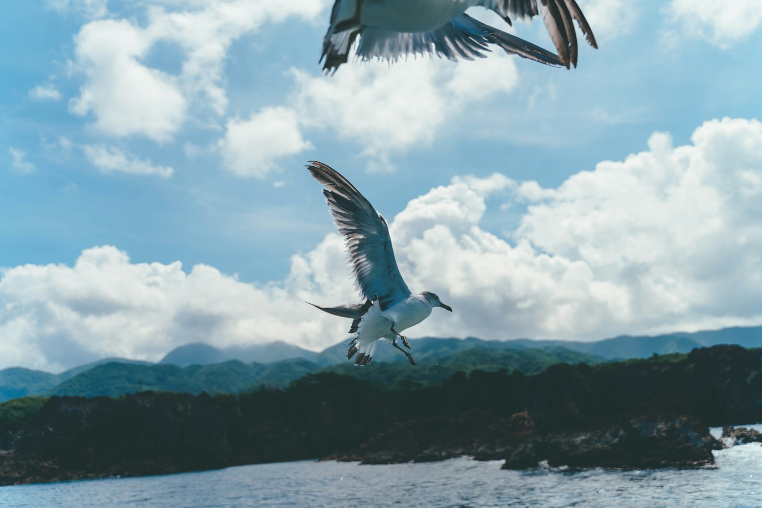 Two birds flying under a blue sky with beautiful clouds