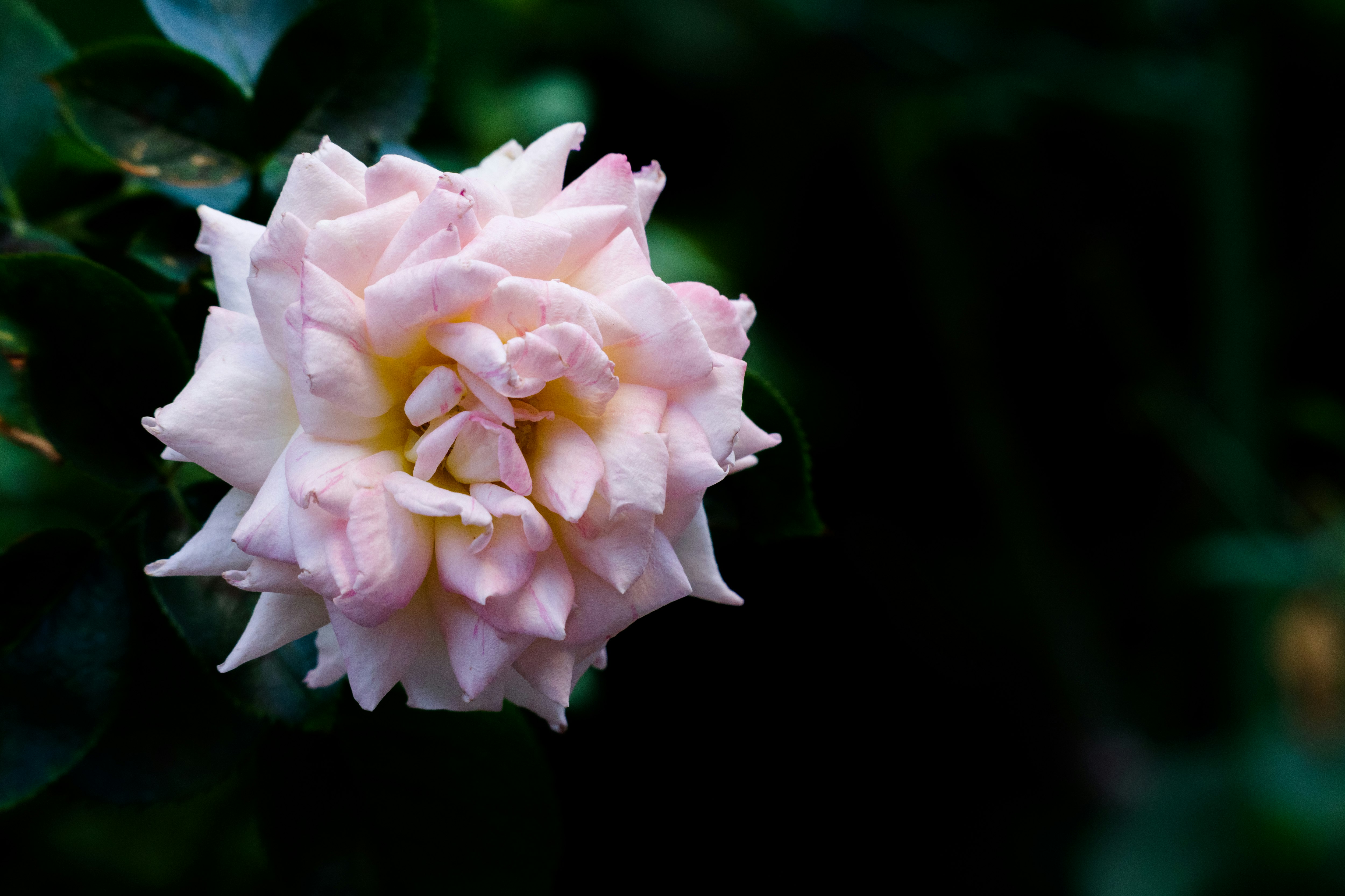 白いバラの花のクローズアップ