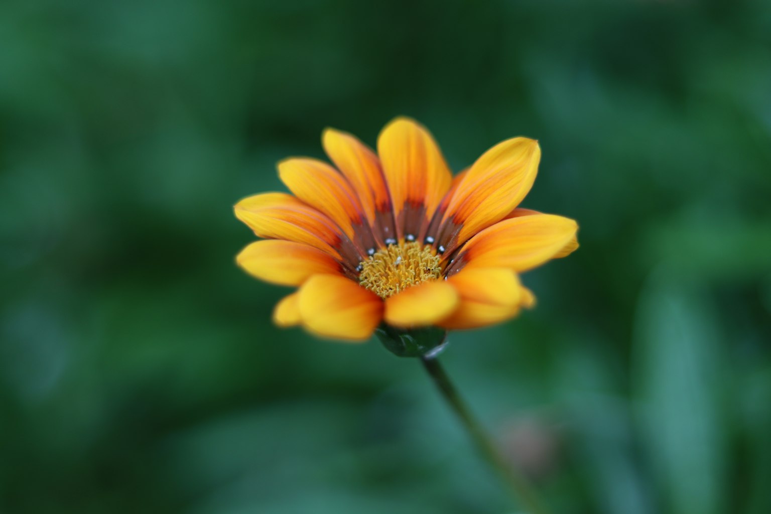 Flor naranja y amarilla vibrante contra un fondo verde