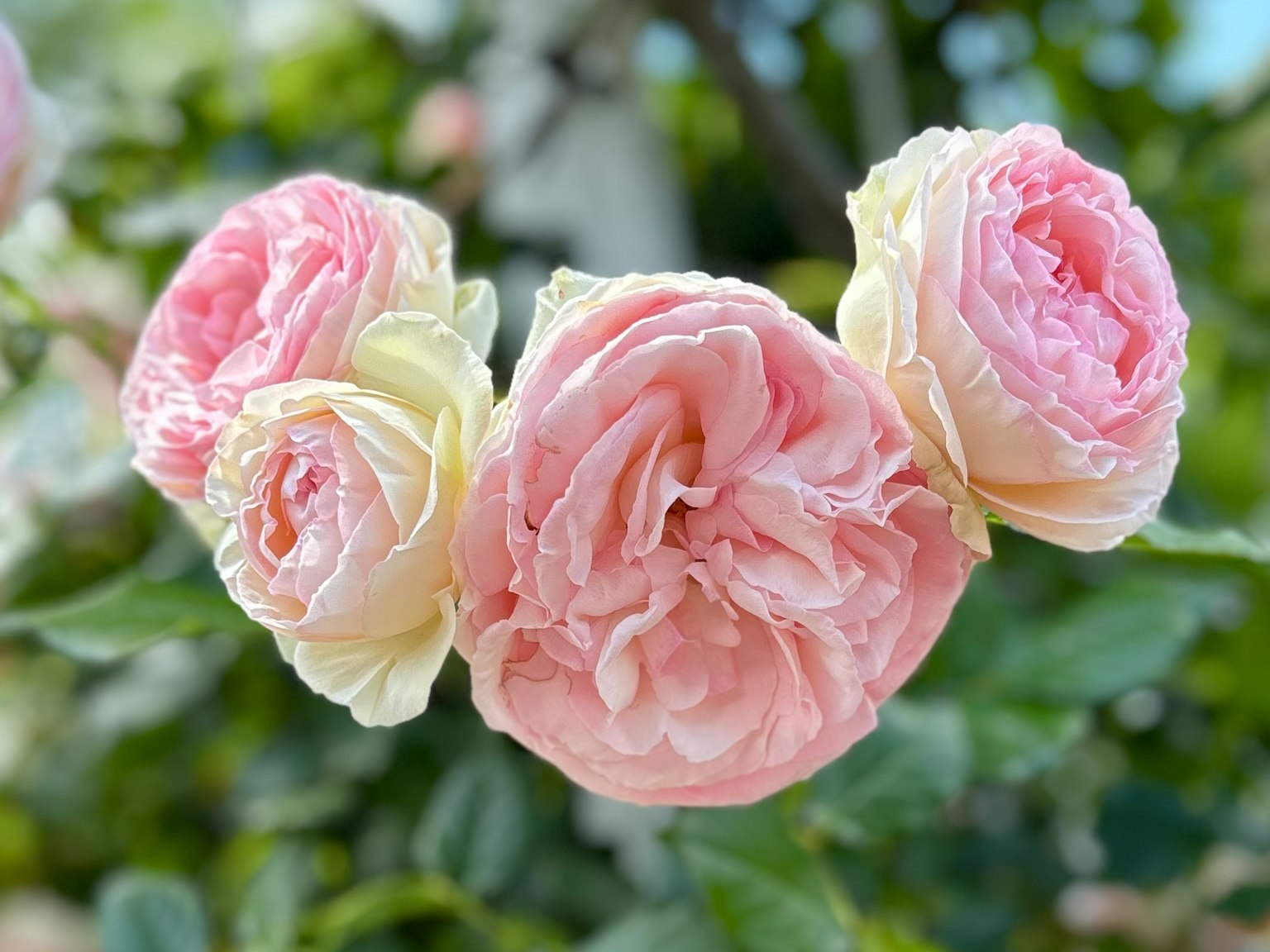 Hermosas rosas rosas y crema floreciendo juntas