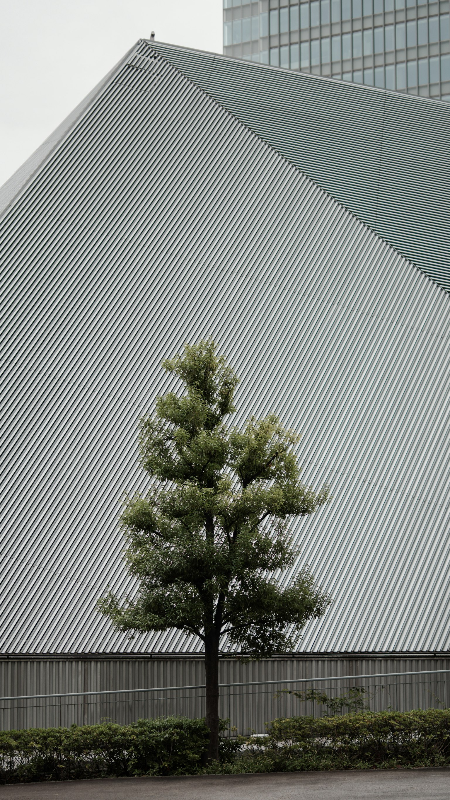 A green tree in front of a geometric white building