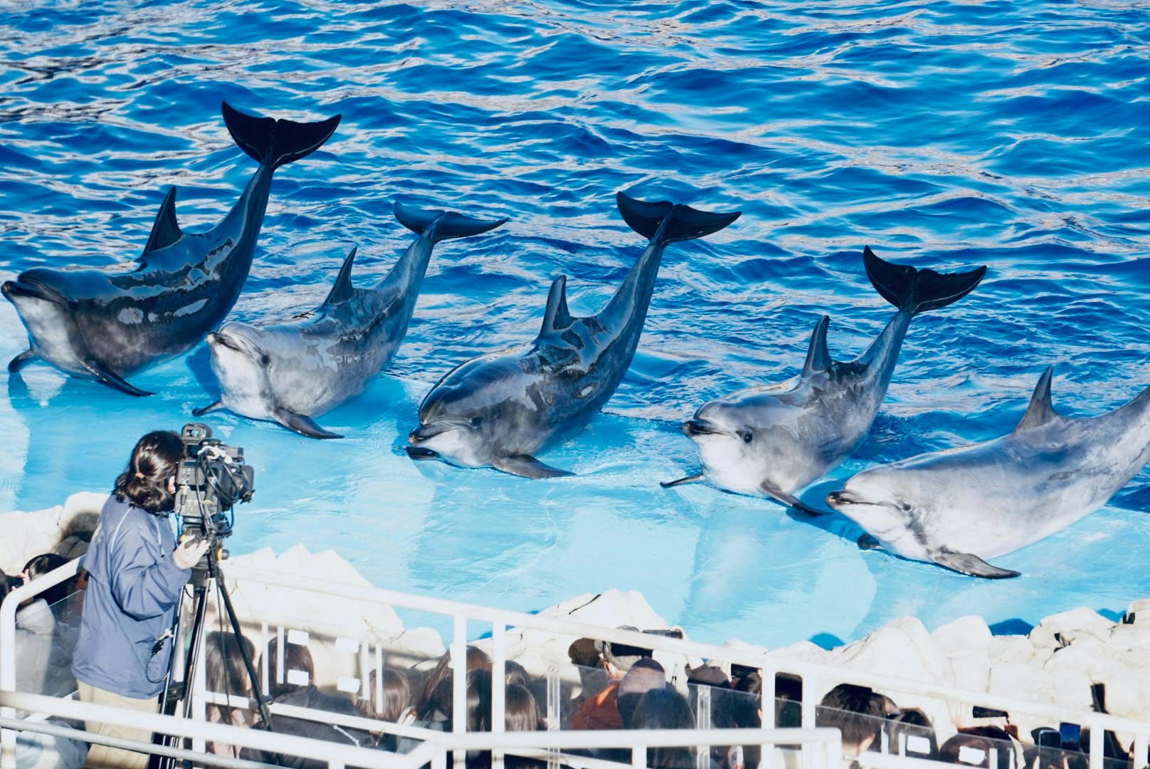 イルカの群れが船上の水面近くでジャンプする海のシーン