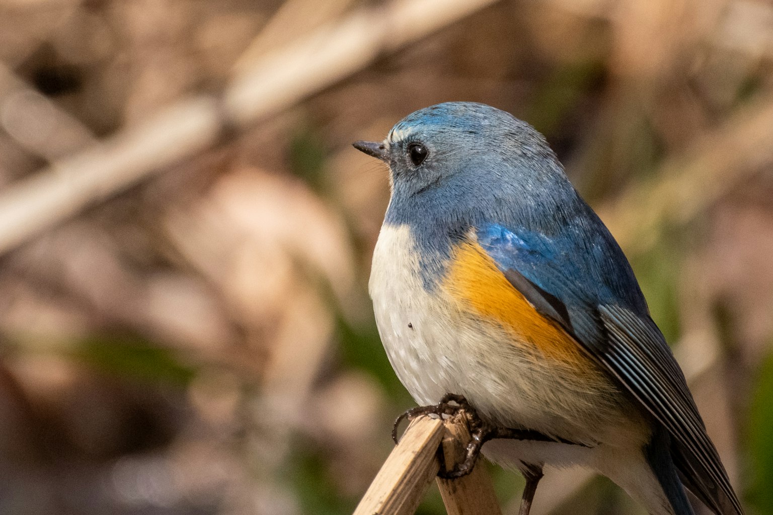 Un piccolo uccello con piume blu e pancia arancione posato su un ramo
