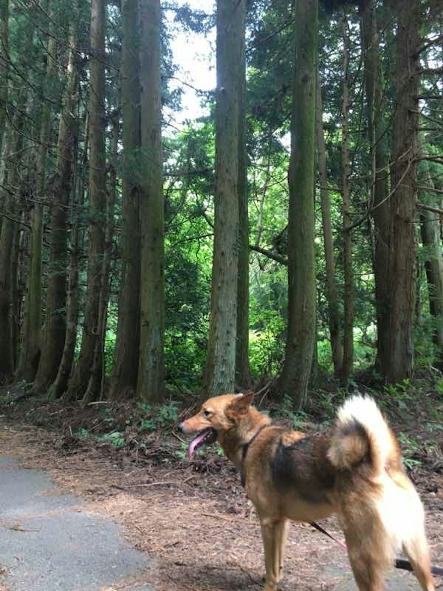 Seekor anjing berdiri di hutan dengan pohon hijau tinggi dan jalan berbatu
