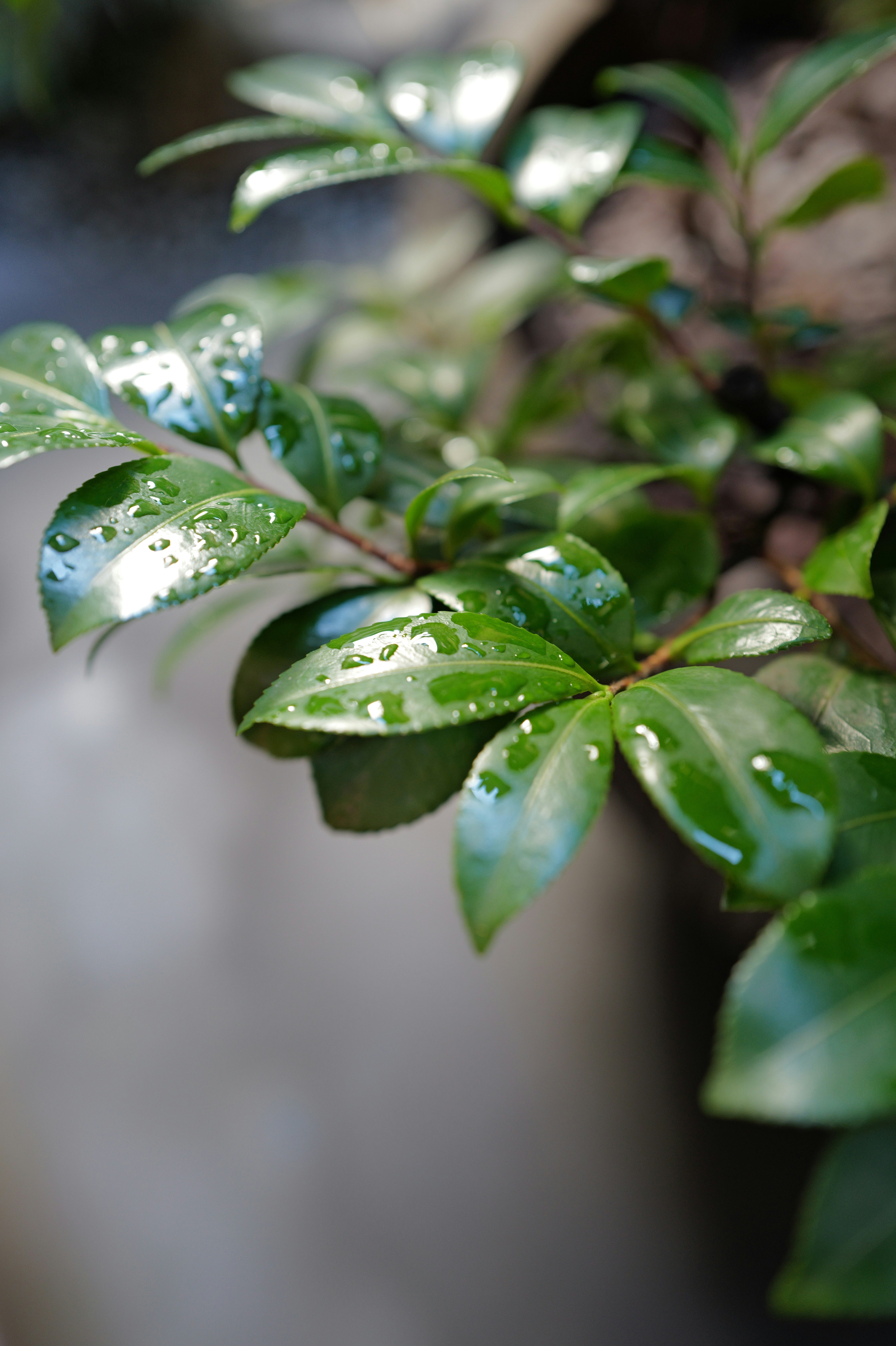 gouttes de pluie sur des feuilles vertes en gros plan
