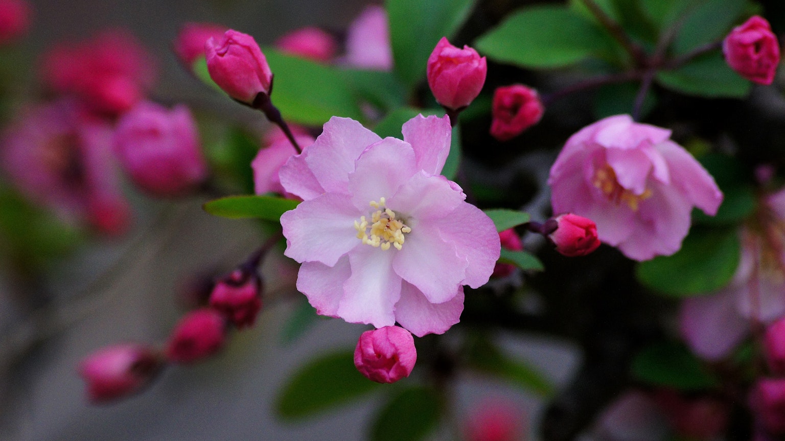 Close-up bunga pink yang indah dengan tunas
