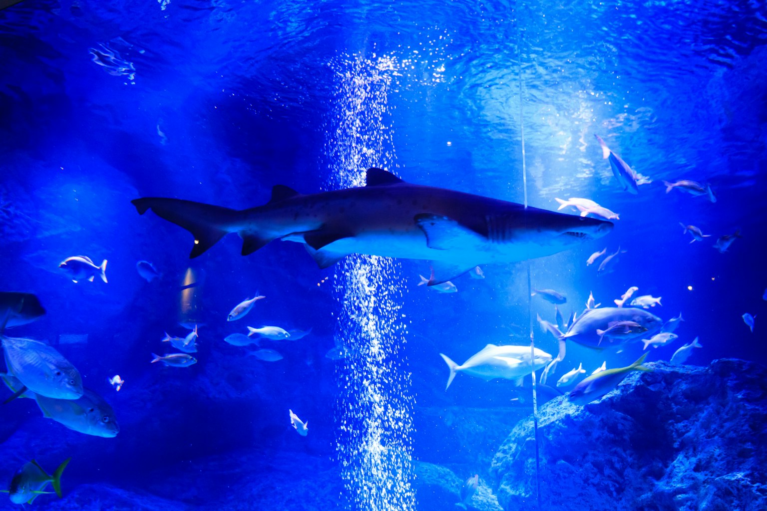 A shark swimming in blue water with various fish around