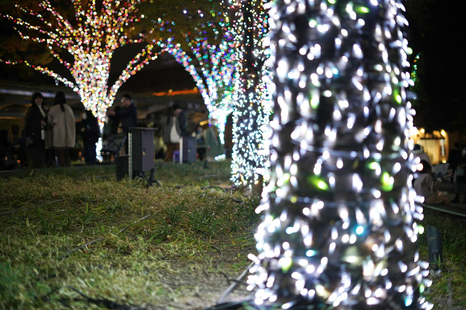Beleuchtete Bäume mit Lichtern in einem Park bei Nacht