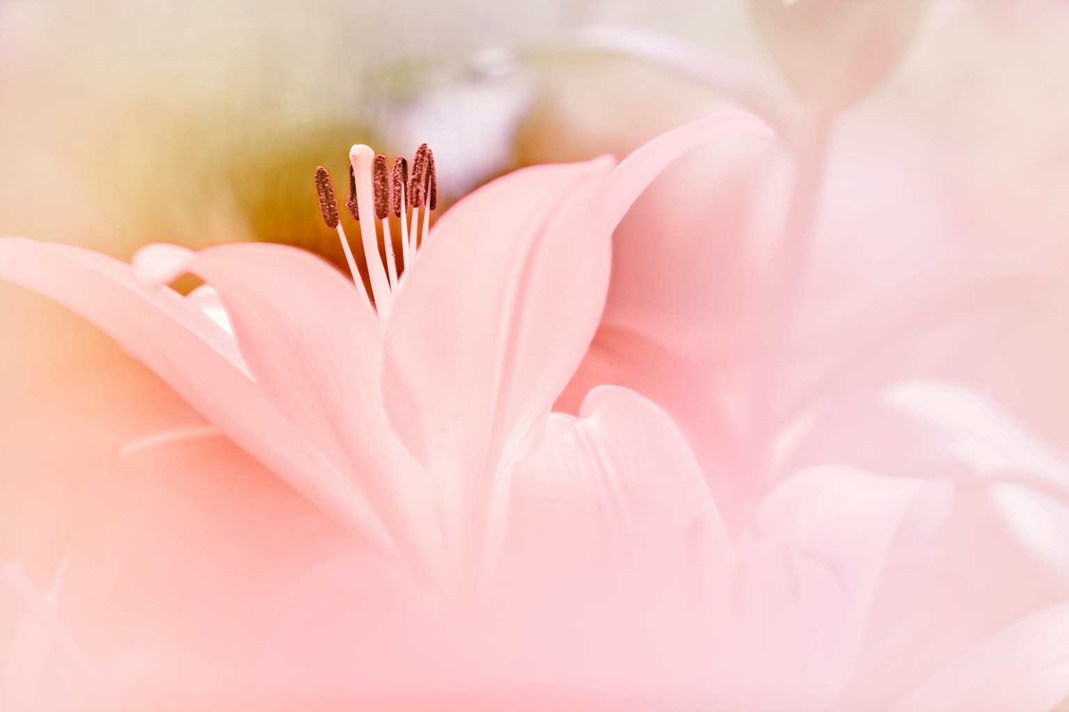 Primo piano di un delicato fiore rosa con petali morbidi e un centro intricato su uno sfondo sfocato