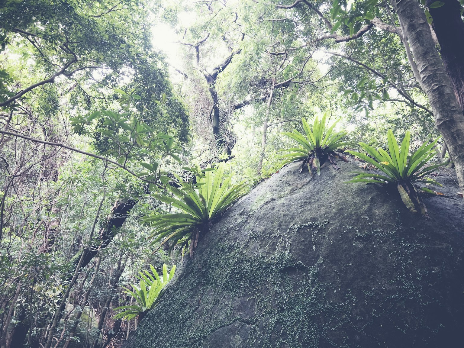Vista escénica de un bosque exuberante con una roca y plantas tropicales