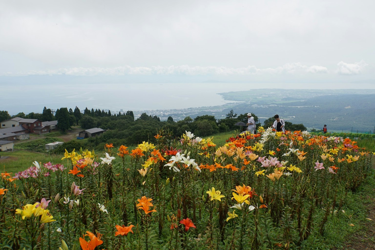 Fiori colorati in fiore con vista panoramica sul mare