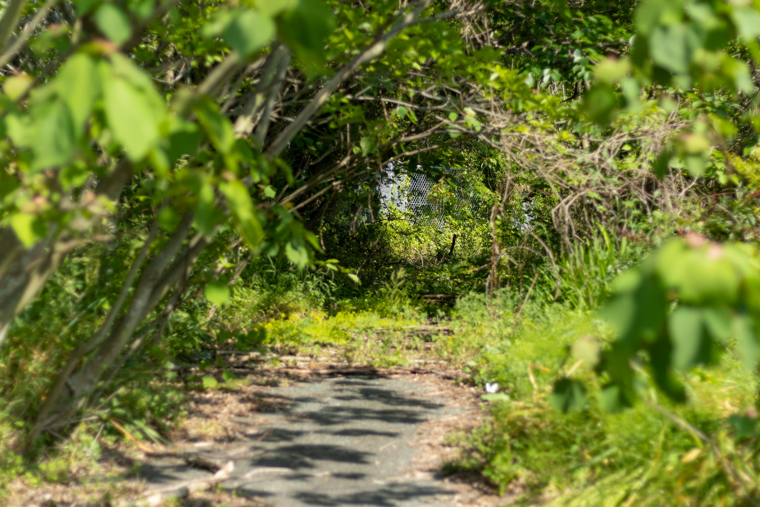 Un sentier étroit entouré de verdure luxuriante