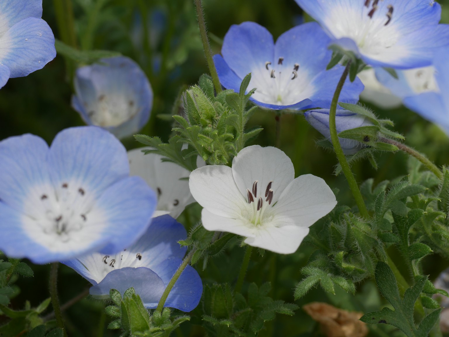 Close-up of blue and white flowers blooming