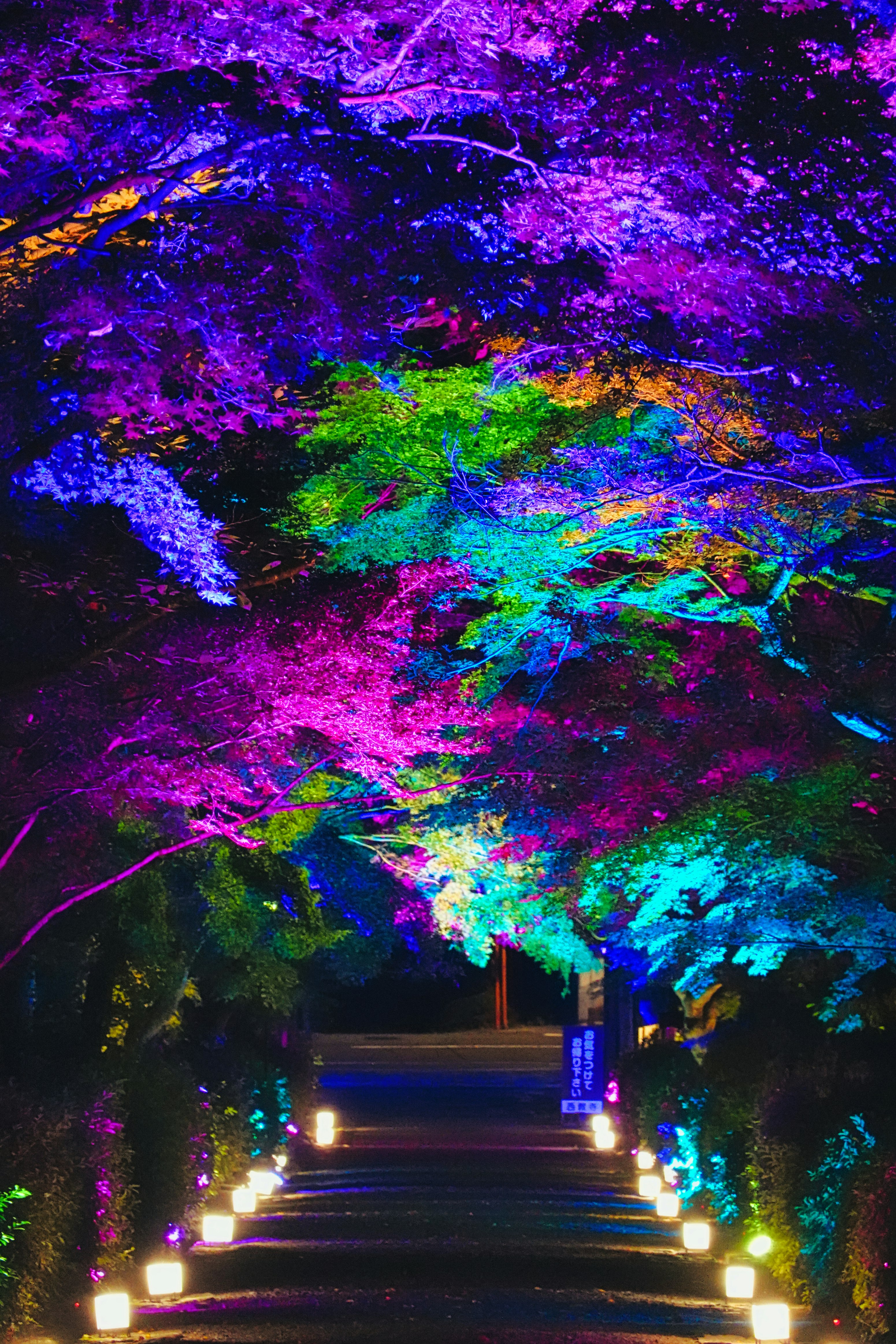 Colorful lights illuminating a beautiful pathway with an arch of trees