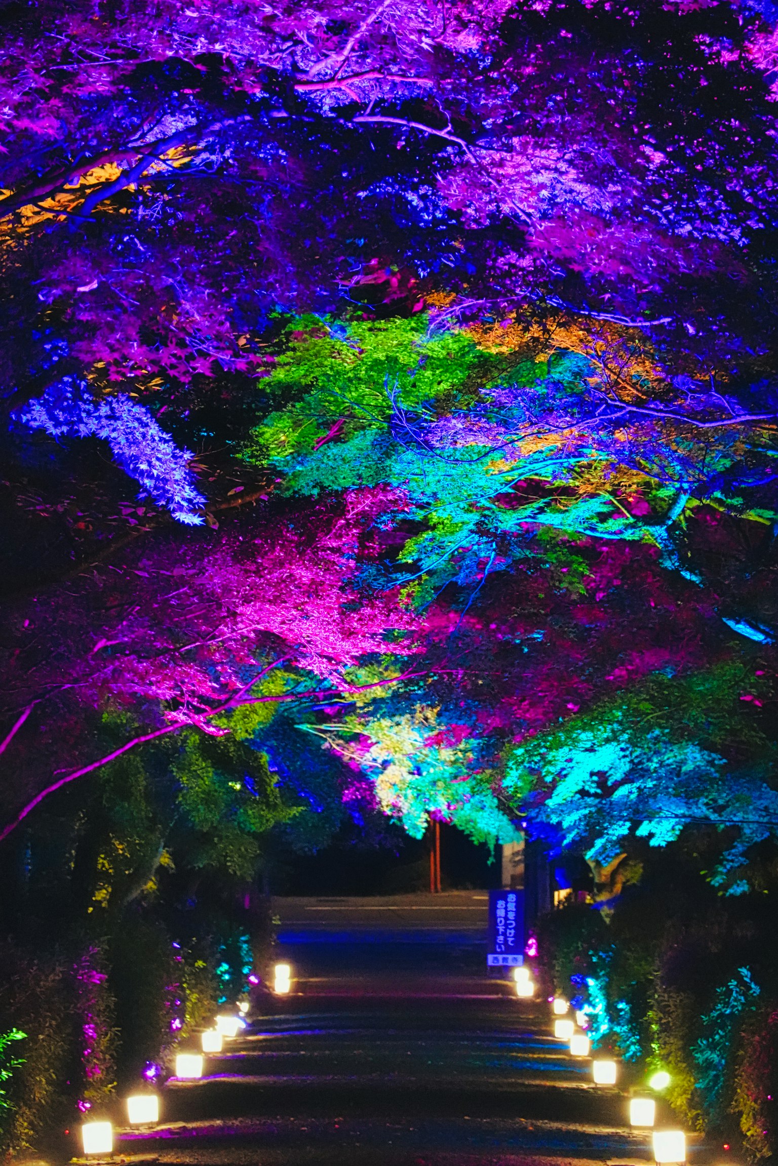 ไฟหลายสีส่องสว่างเส้นทางที่สวยงามพร้อมโค้งของต้นไม้