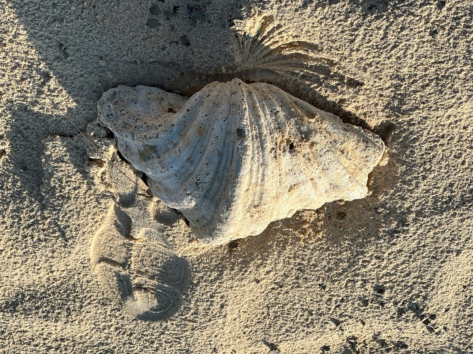 Large seashell on the beach with sand around it