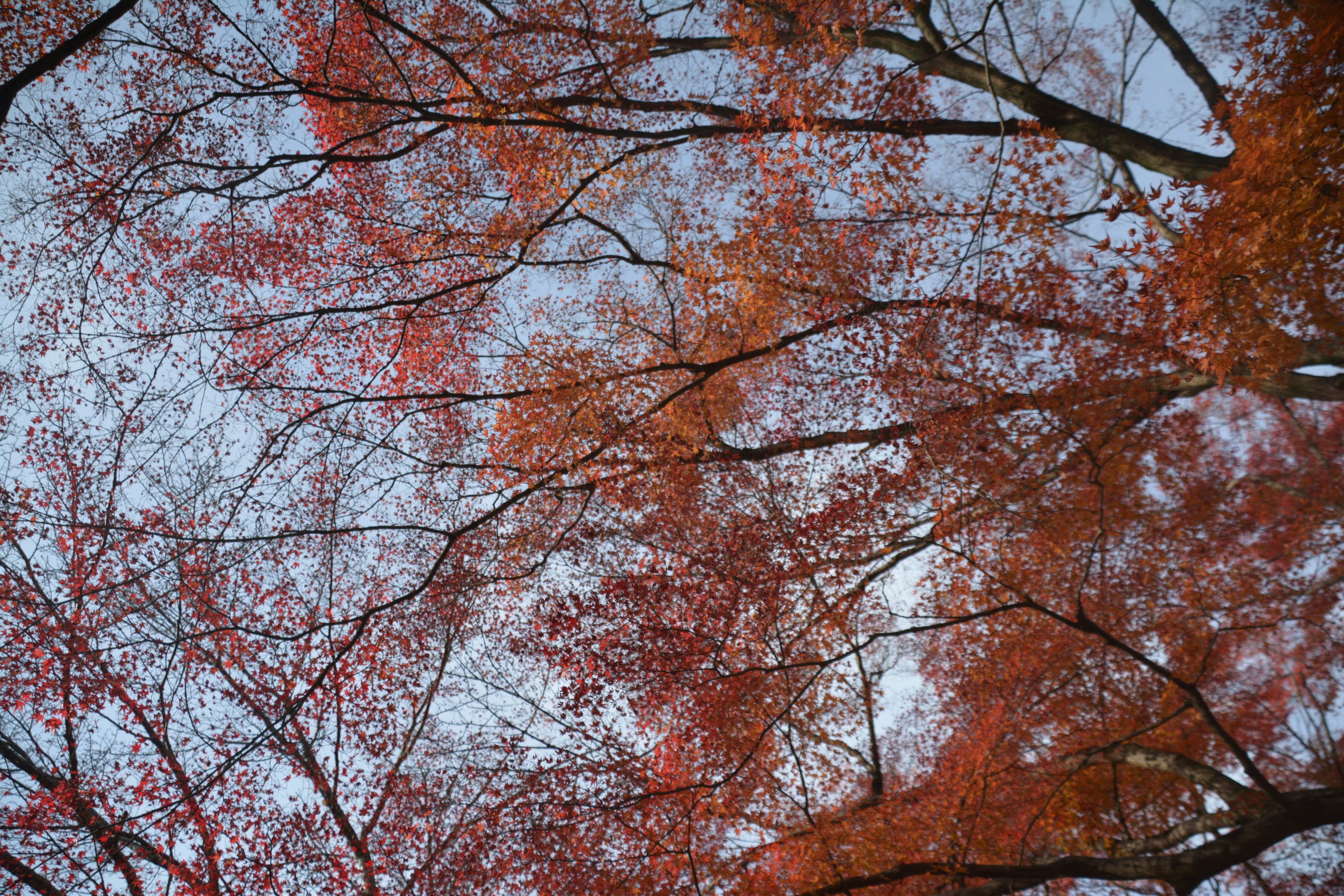 赤やオレンジの紅葉が広がる木々の枝先