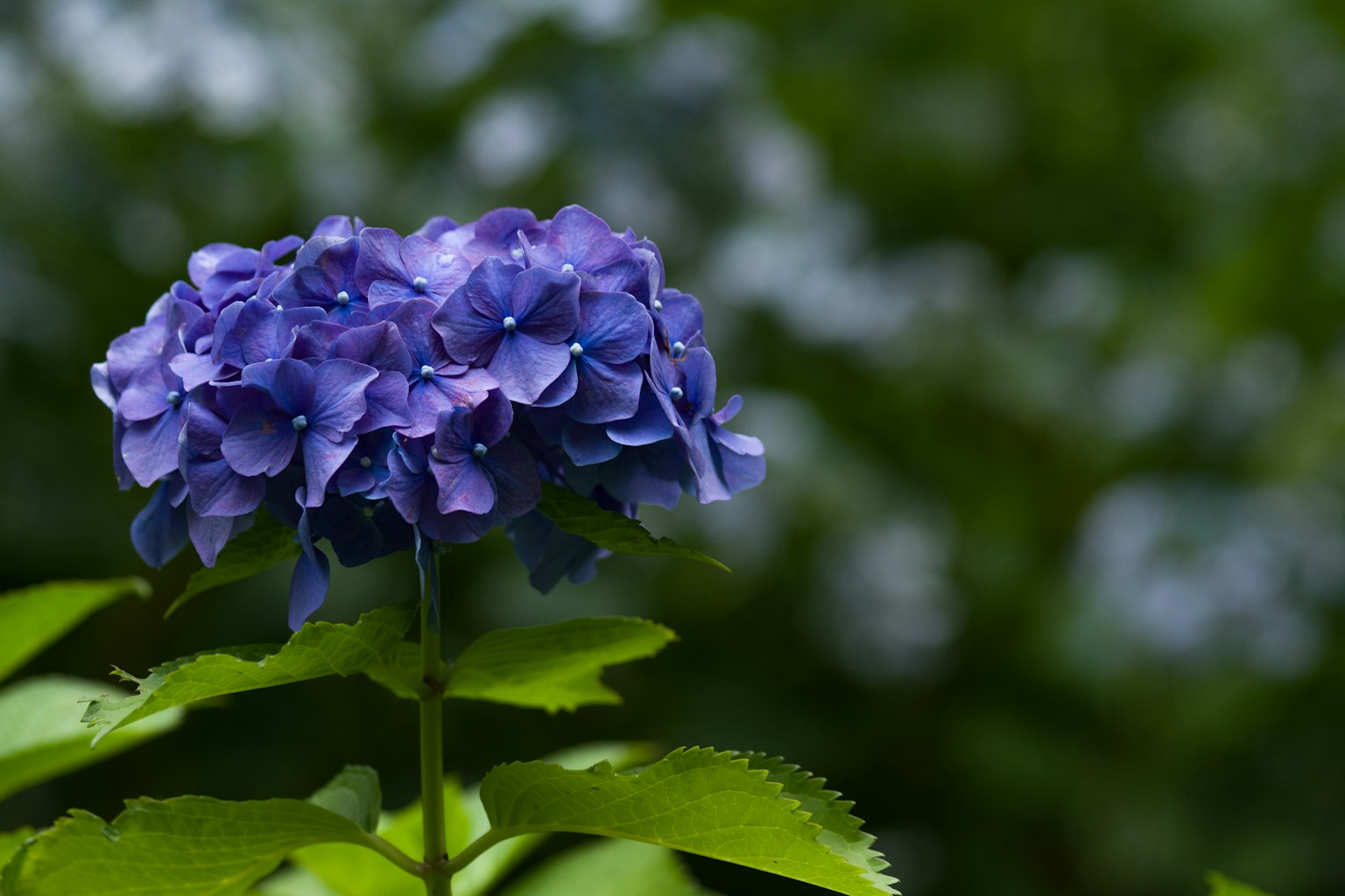 蓝紫色的绣球花在模糊的绿色背景中绽放