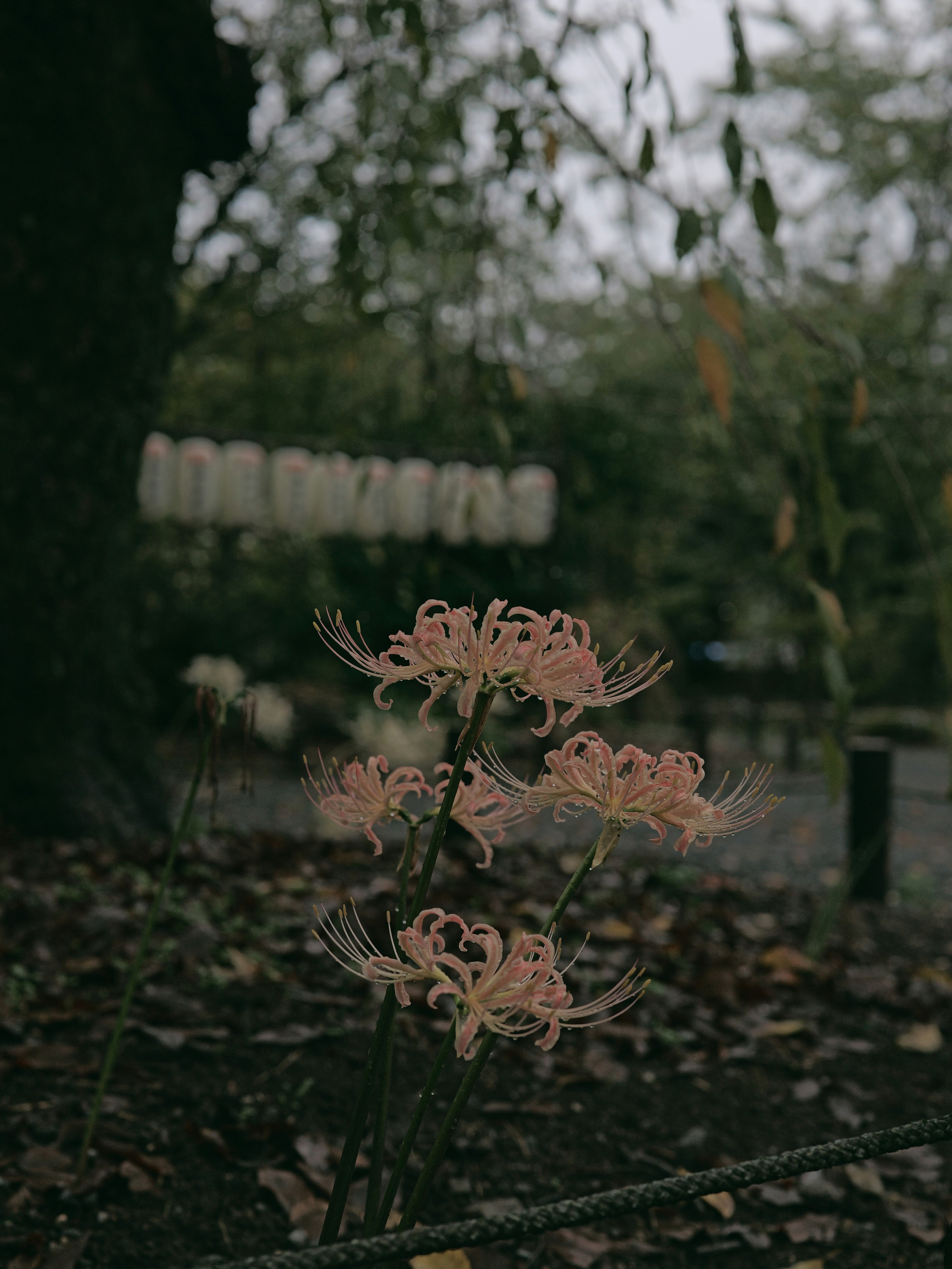 庭の花と細い茎のクローズアップ