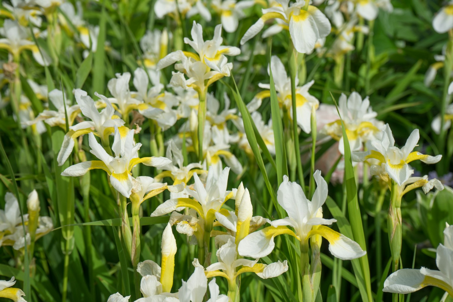 Una bella scena di giardino piena di fiori bianchi e foglie verdi