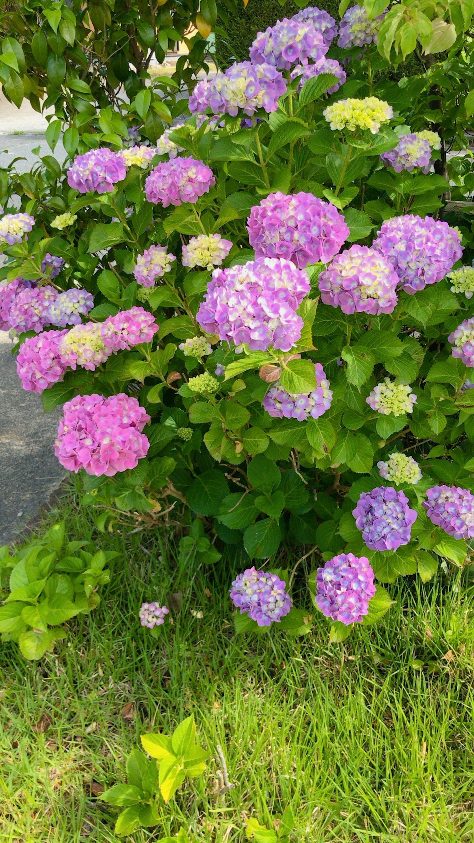 花园中盛开的五彩缤纷的紫阳花灌木，粉色和紫色的花朵
