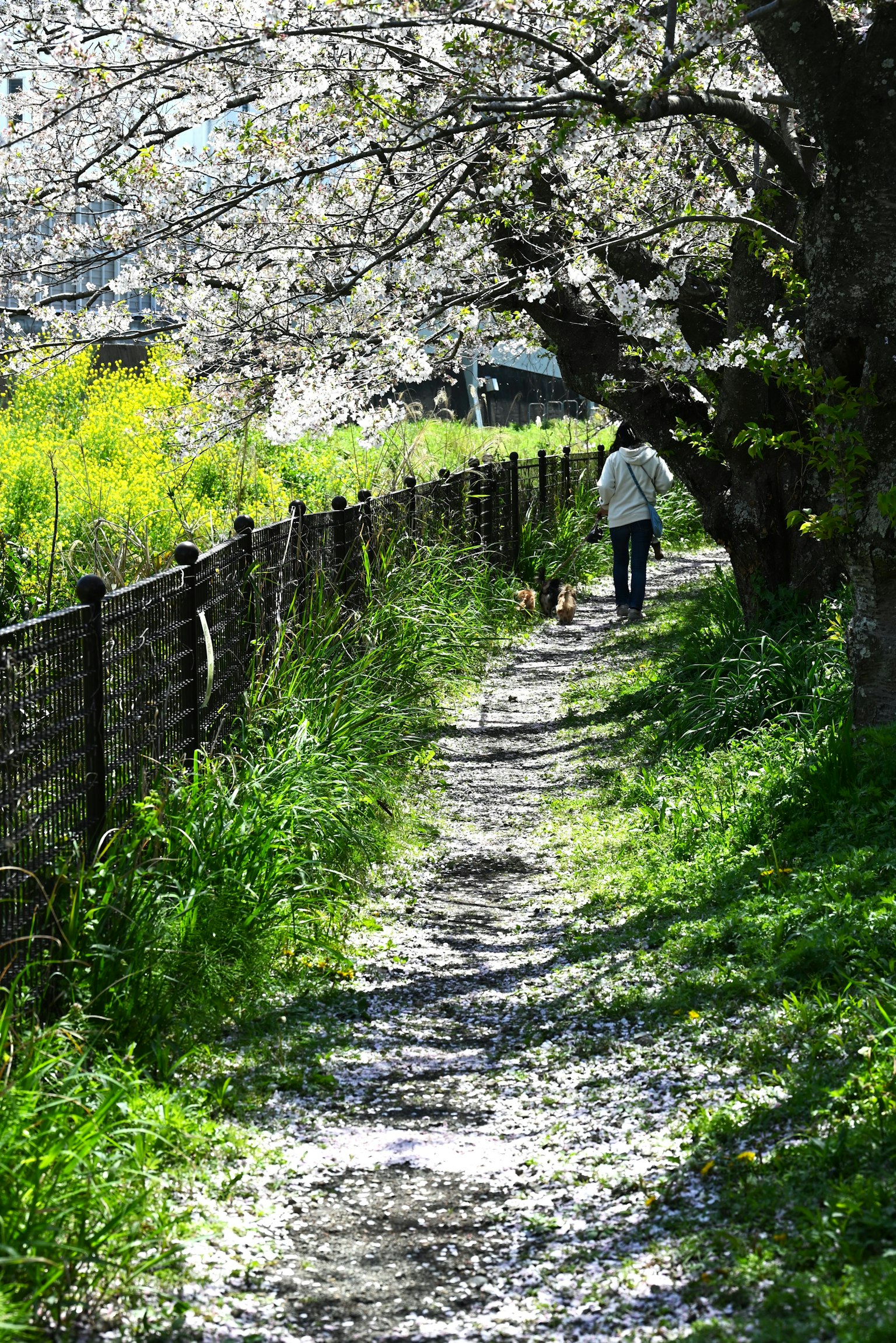 A person walking a dog along a path under cherry blossom trees