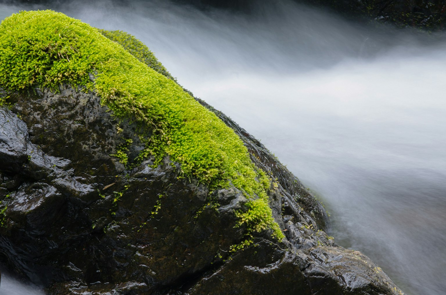 Primer plano de agua fluyendo sobre una roca cubierta de musgo