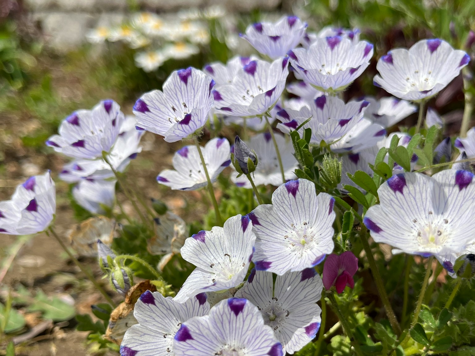 Un gruppo di fiori bianchi con macchie viola in un giardino