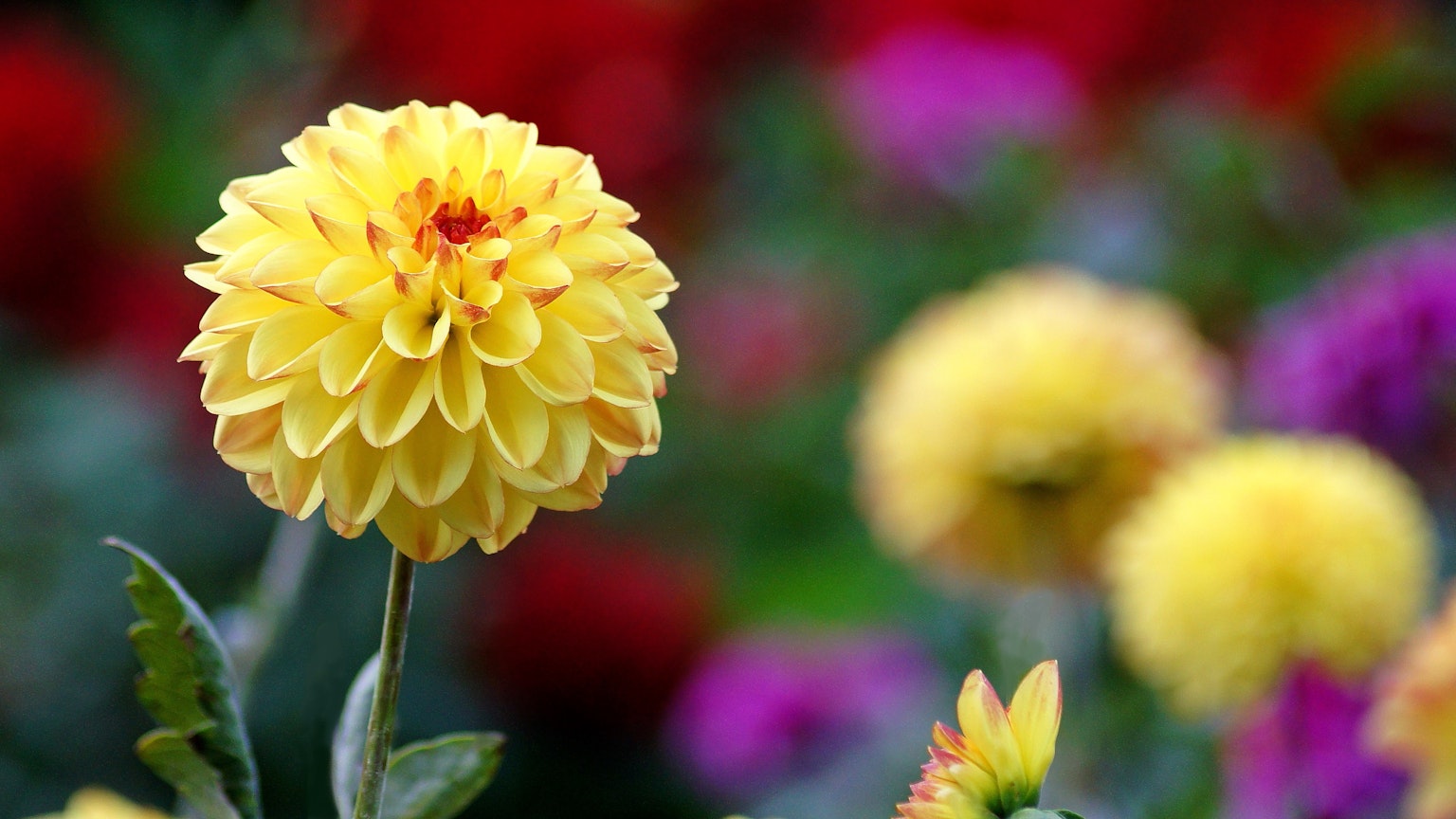 Một bông hoa dahlia vàng rực rỡ nở giữa những bông hoa nhiều màu sắc ở phía sau