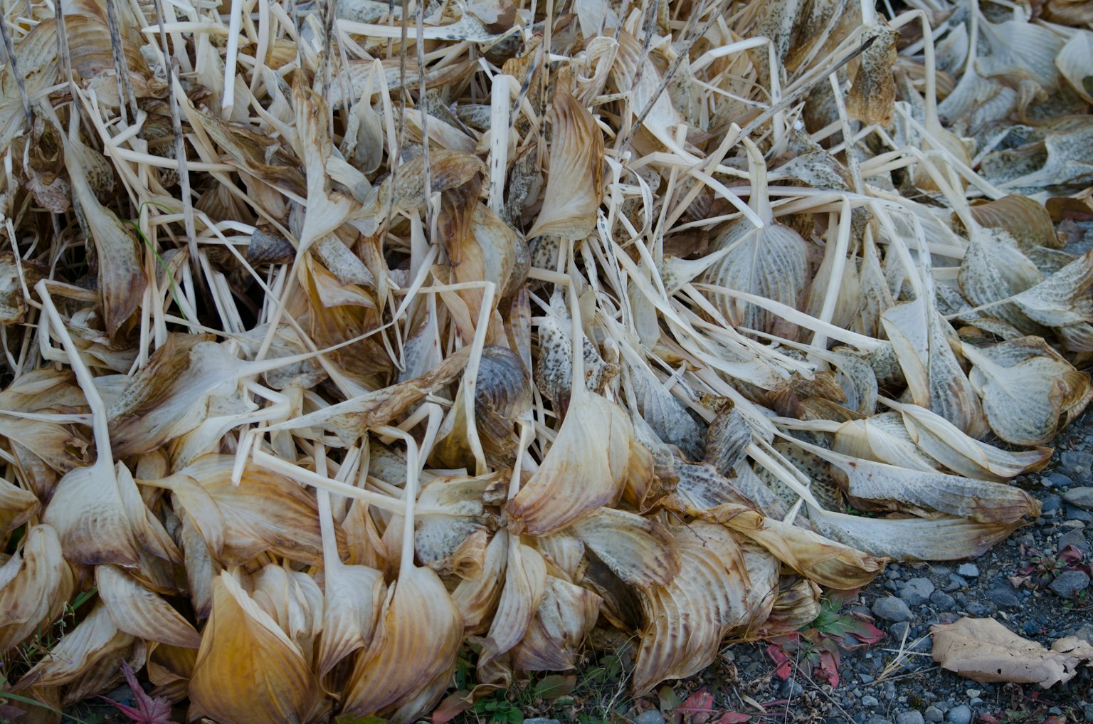 Un montón de tallos y hojas de plantas secas en el suelo