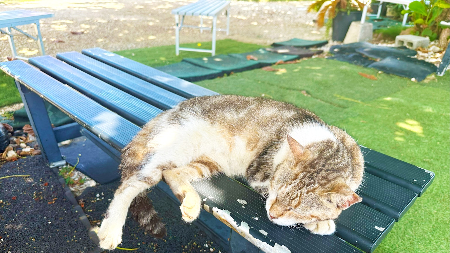 Eine Katze, die auf einer Bank in einem Park liegt