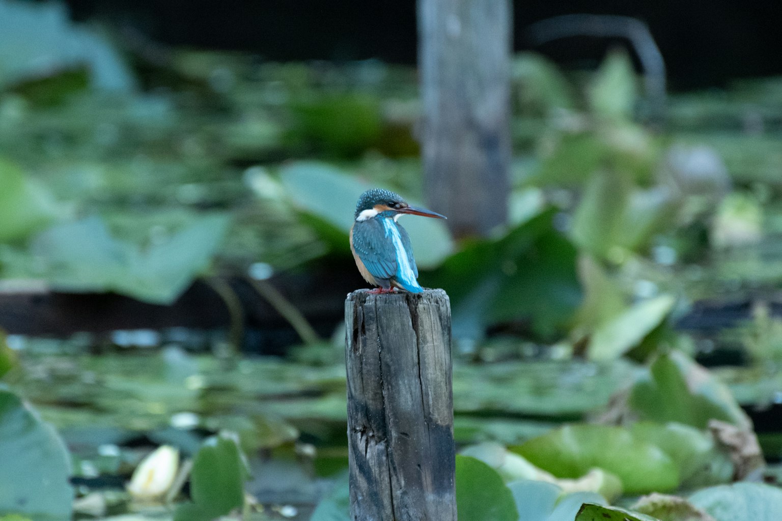 A blue bird perched on a wooden post surrounded by water plants and lily pads