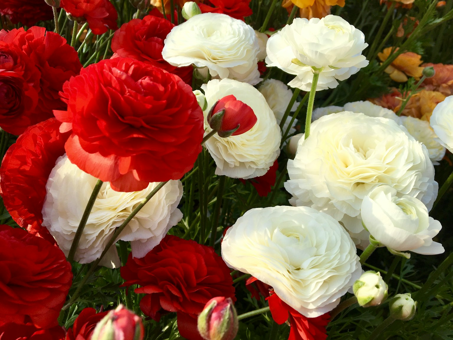 Un hermoso ramo de flores de ranúnculo rojas y blancas