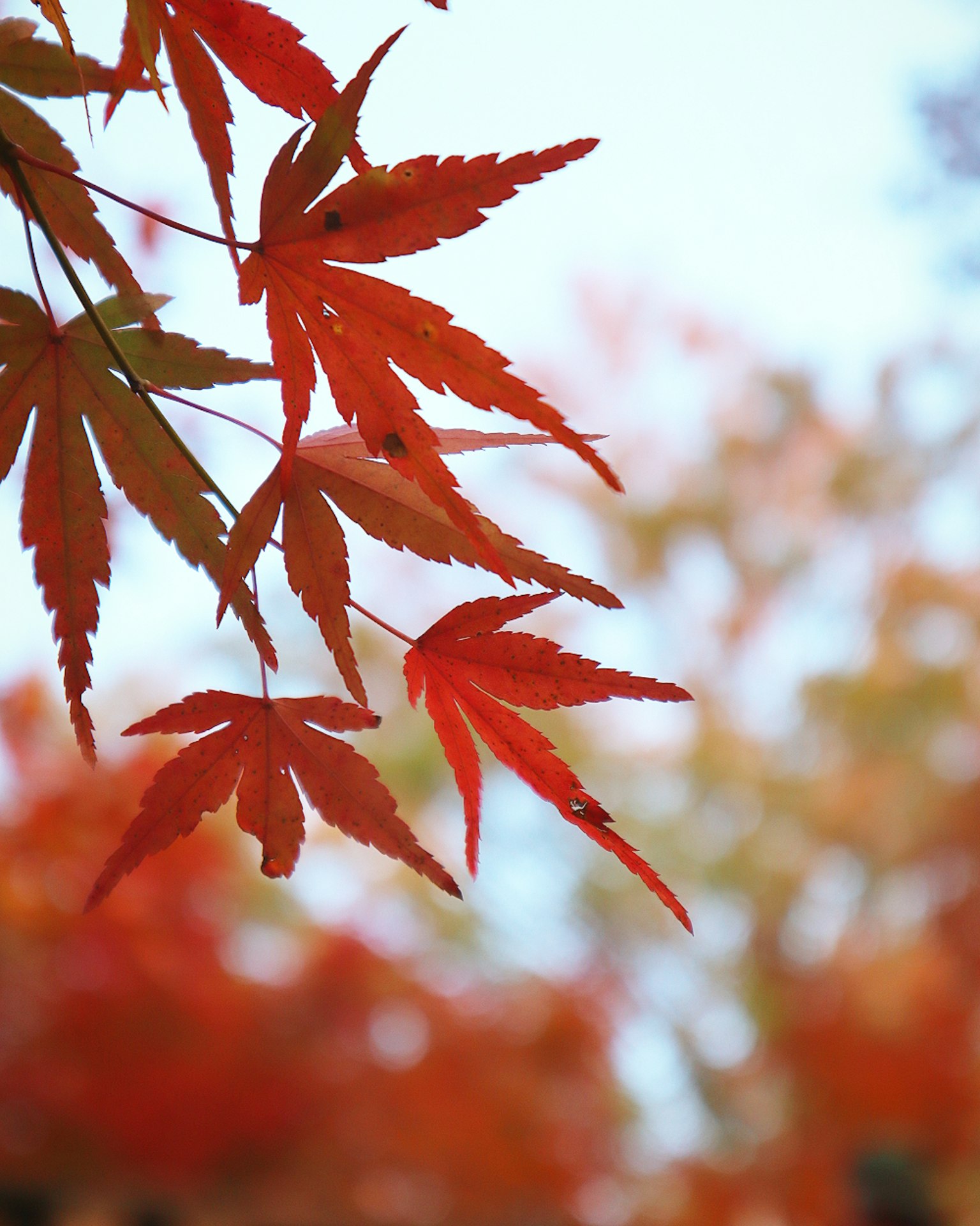 Daun maple merah cerah di latar belakang langit biru
