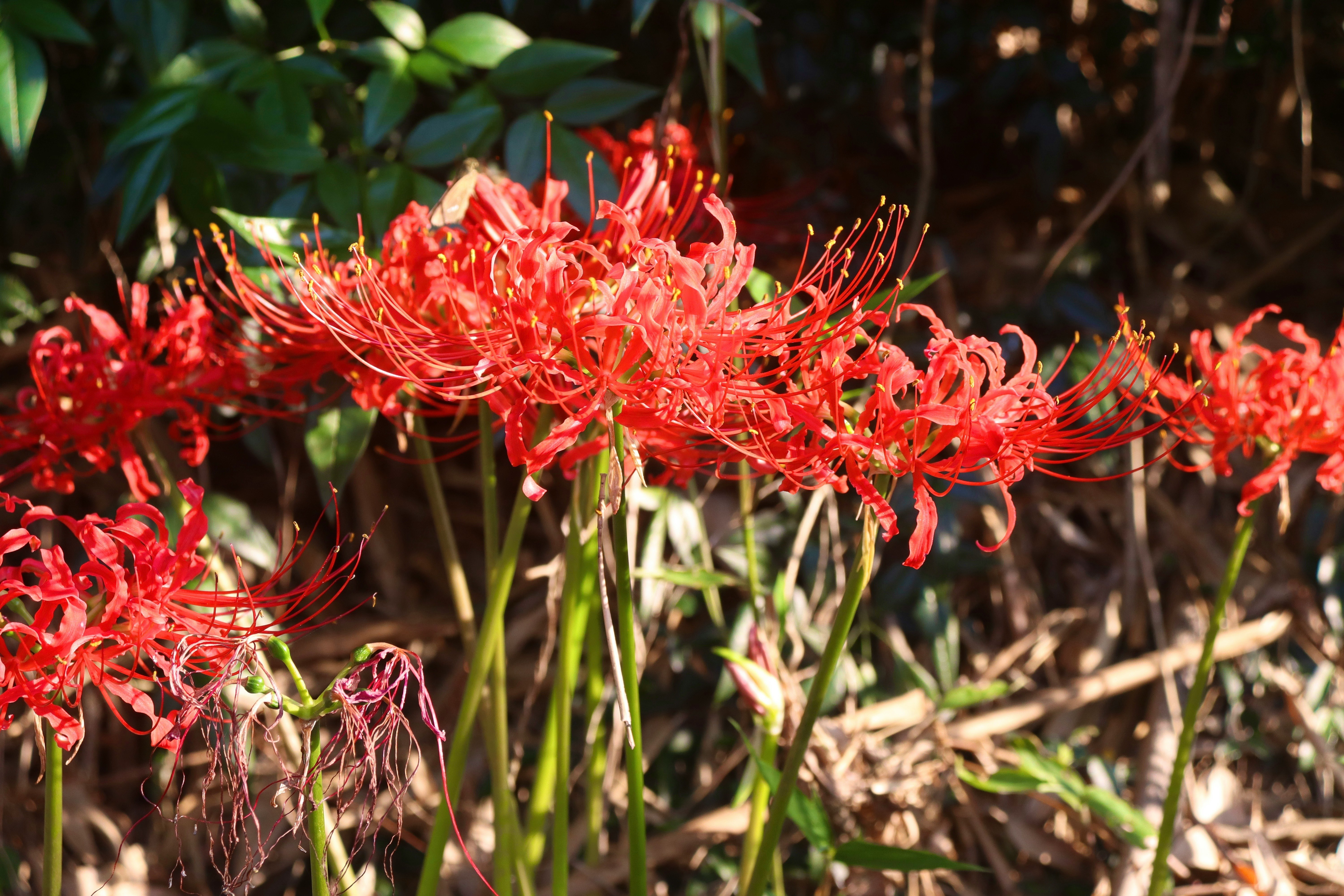 cluster of red spider lilies in bloom