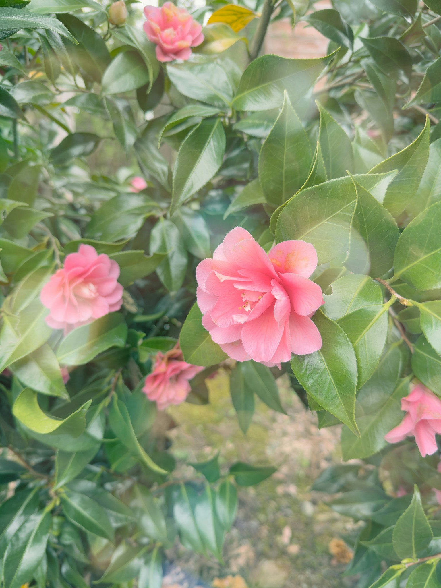 ピンクの椿が咲く庭の花のクローズアップ