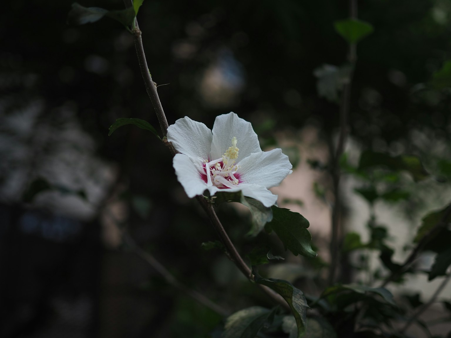 Une fleur blanche fleurissant parmi des feuilles vertes