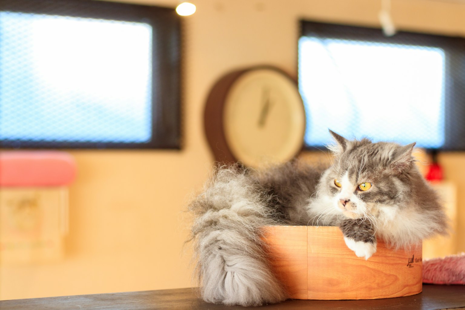 灰色长毛猫在室内木碗中懒洋洋地休息