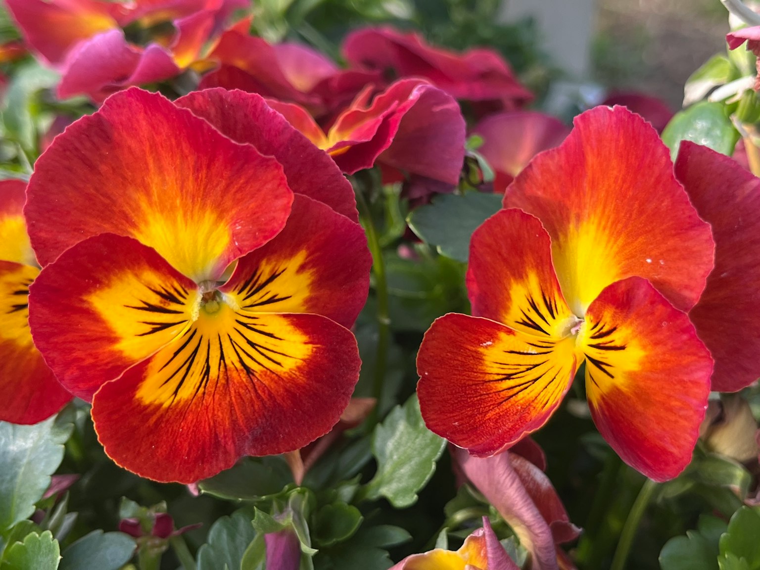 Fleurs de pensée rouges et jaunes en fleurs