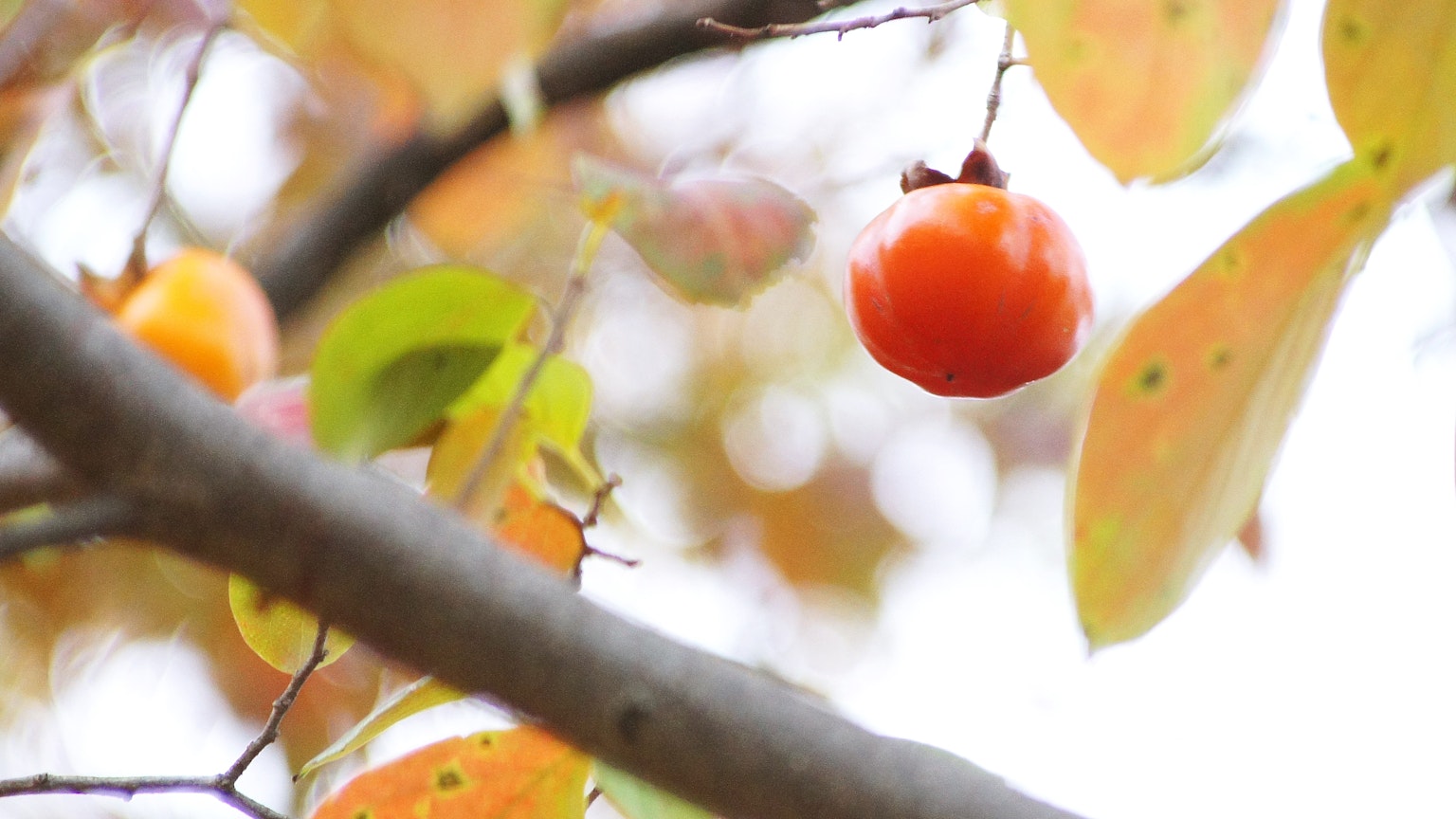 Fruto de caqui colgando entre hojas de otoño coloridas