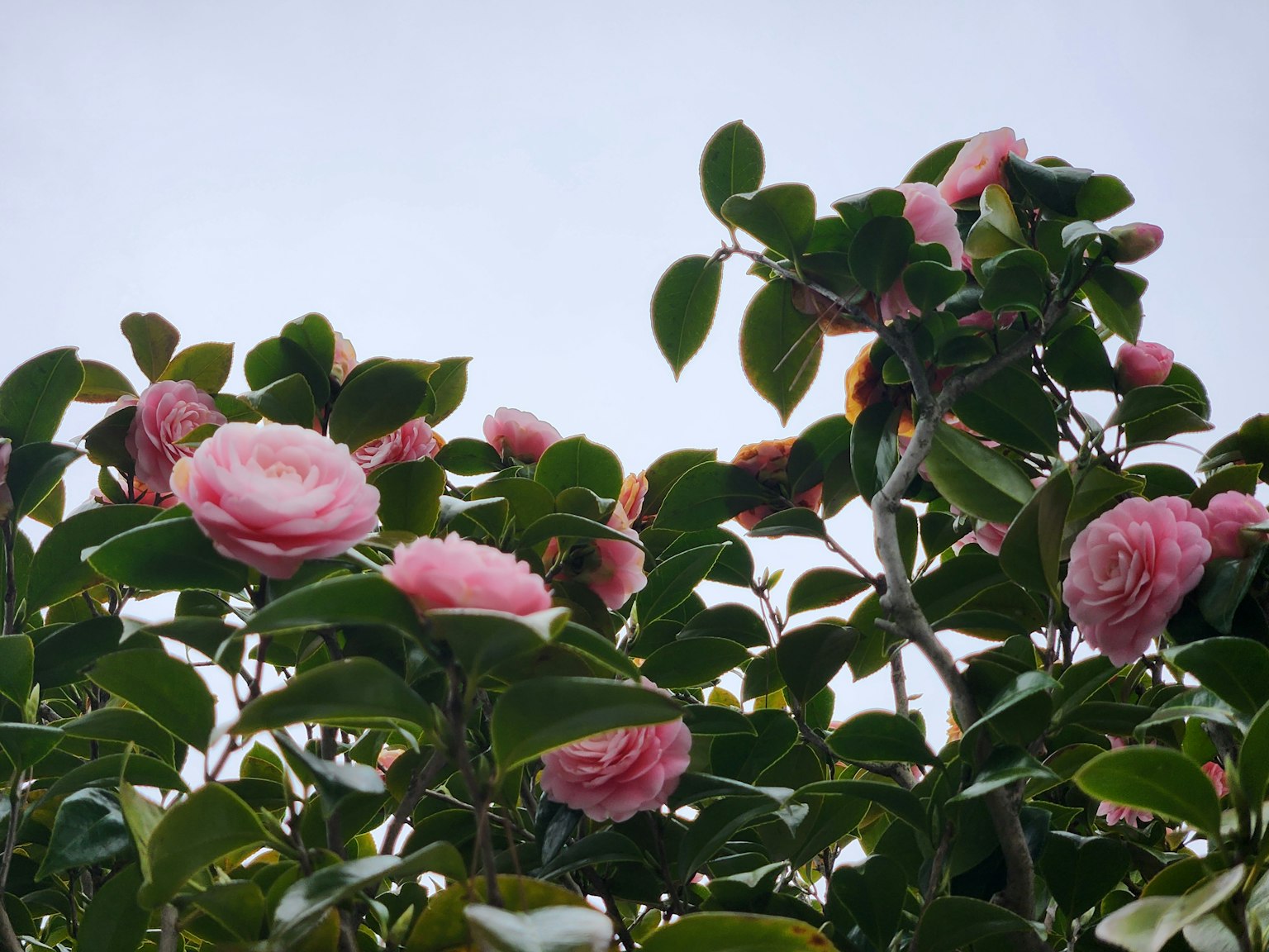 Gros plan sur des branches d'arbre avec des fleurs roses et des feuilles vertes