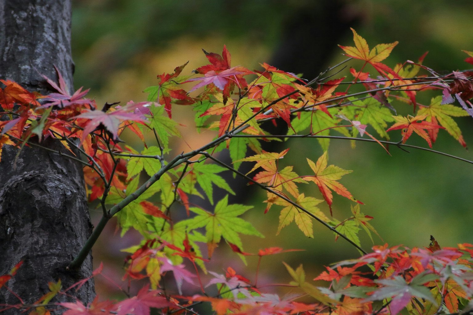Vibrant red and yellow maple leaves in a beautiful autumn scene