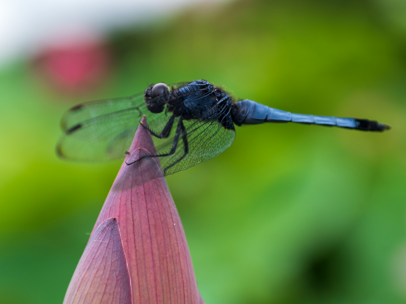 Blaue Libelle sitzt auf der Spitze eines rosa Blütenblattes