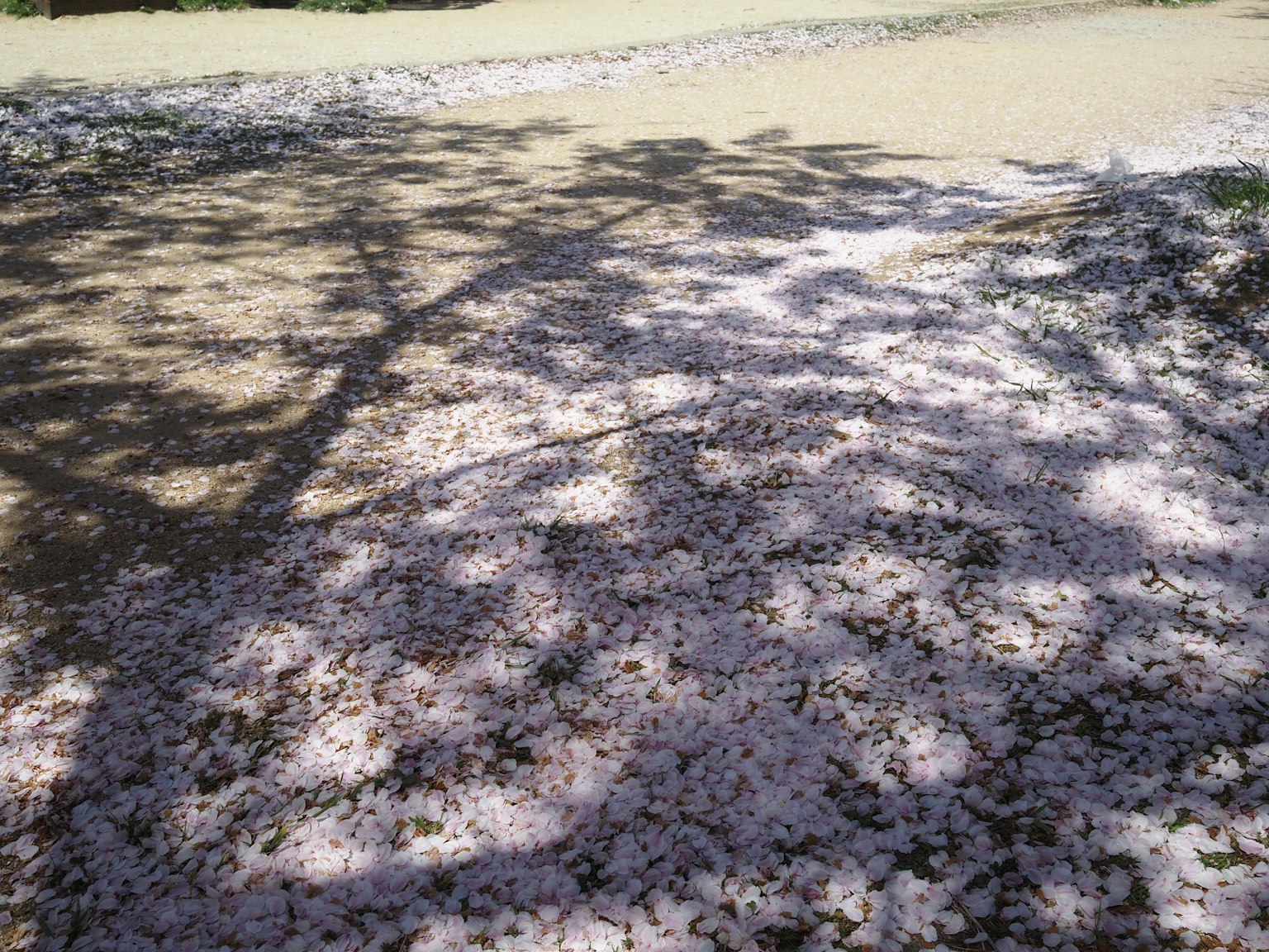 地面上散落的樱花瓣与树影