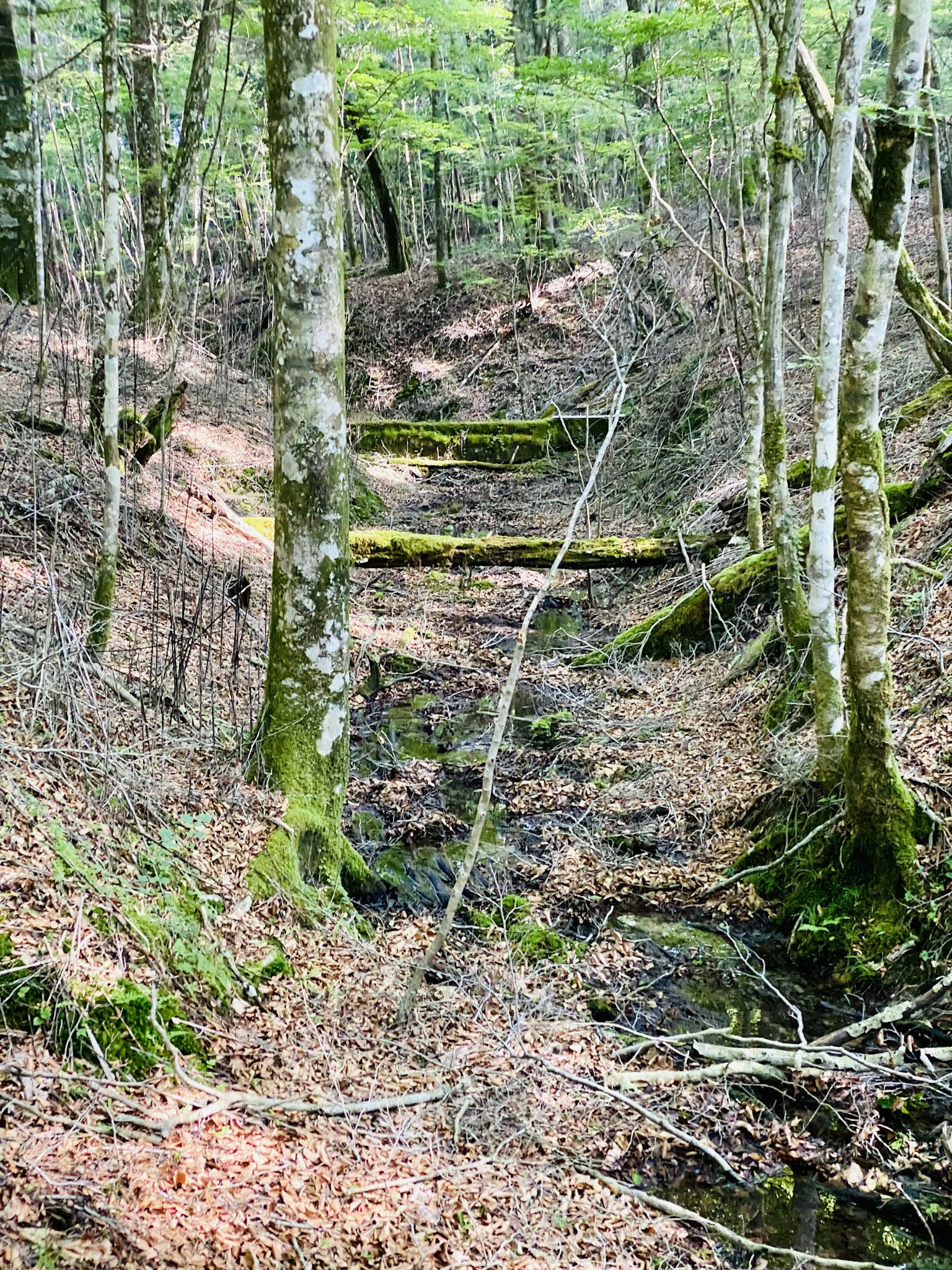 Malersicher Blick auf einen Waldweg mit grünen Bäumen