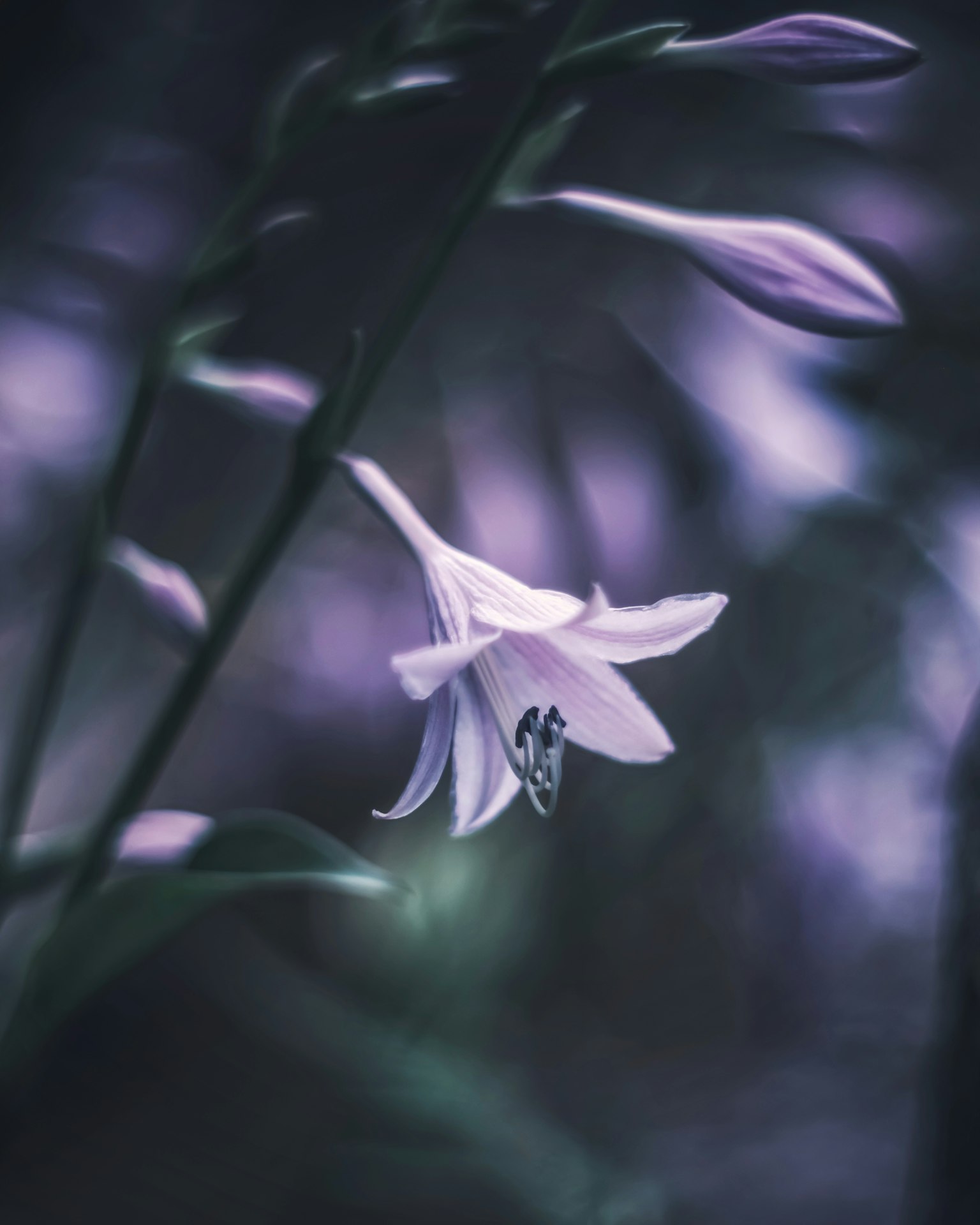 Una imagen hermosa que presenta una flor morada pálida y sus capullos