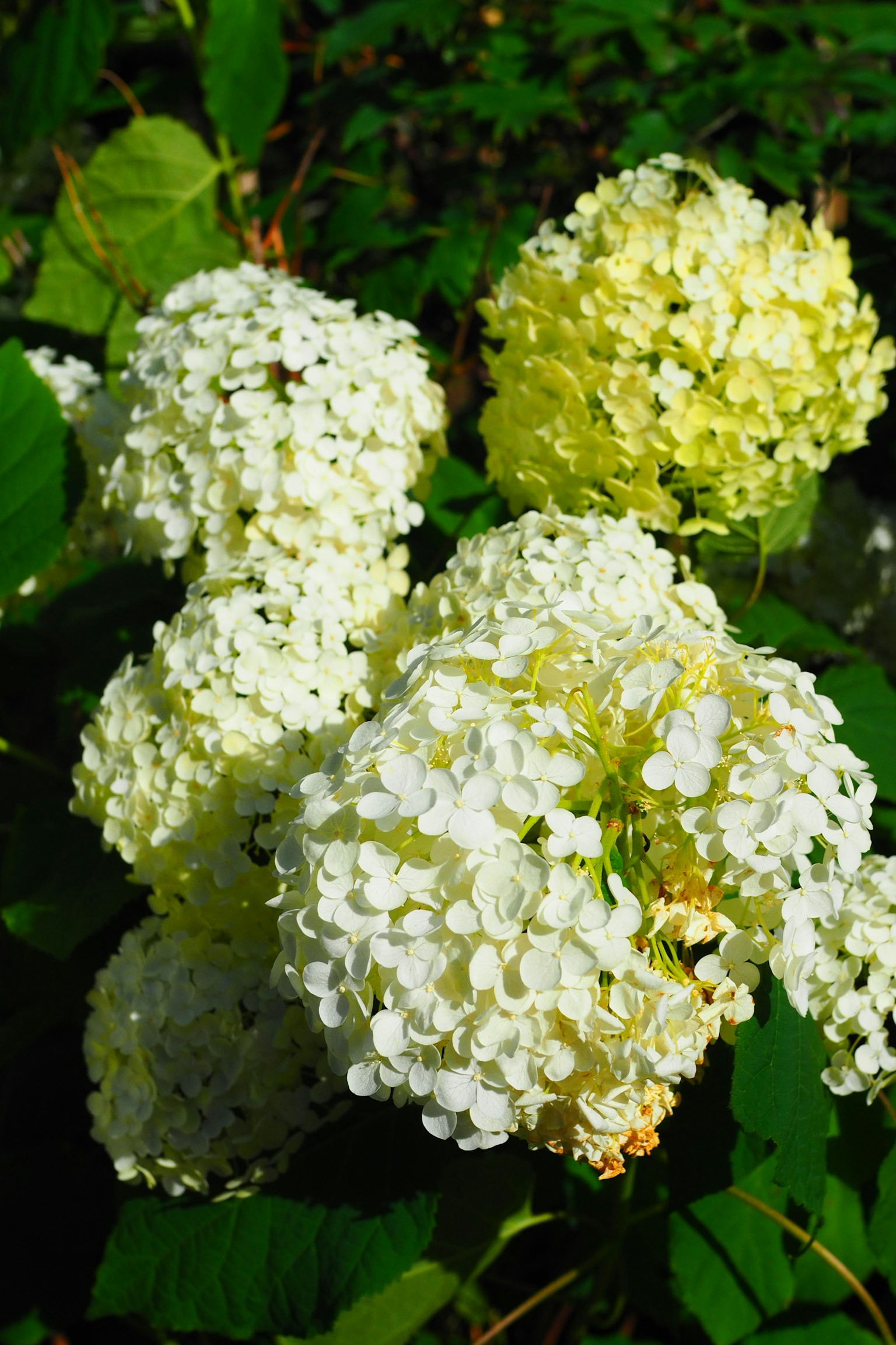 Cluster von weißen Hortensienblüten mit grünen Blättern